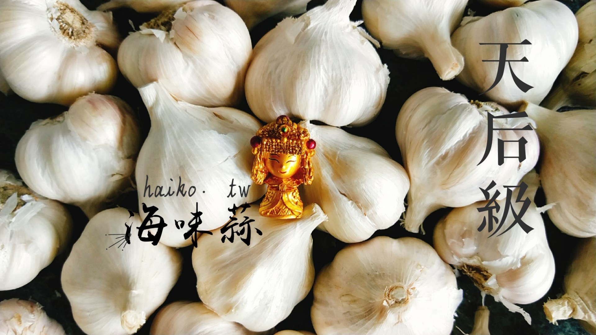乾蒜球天后級