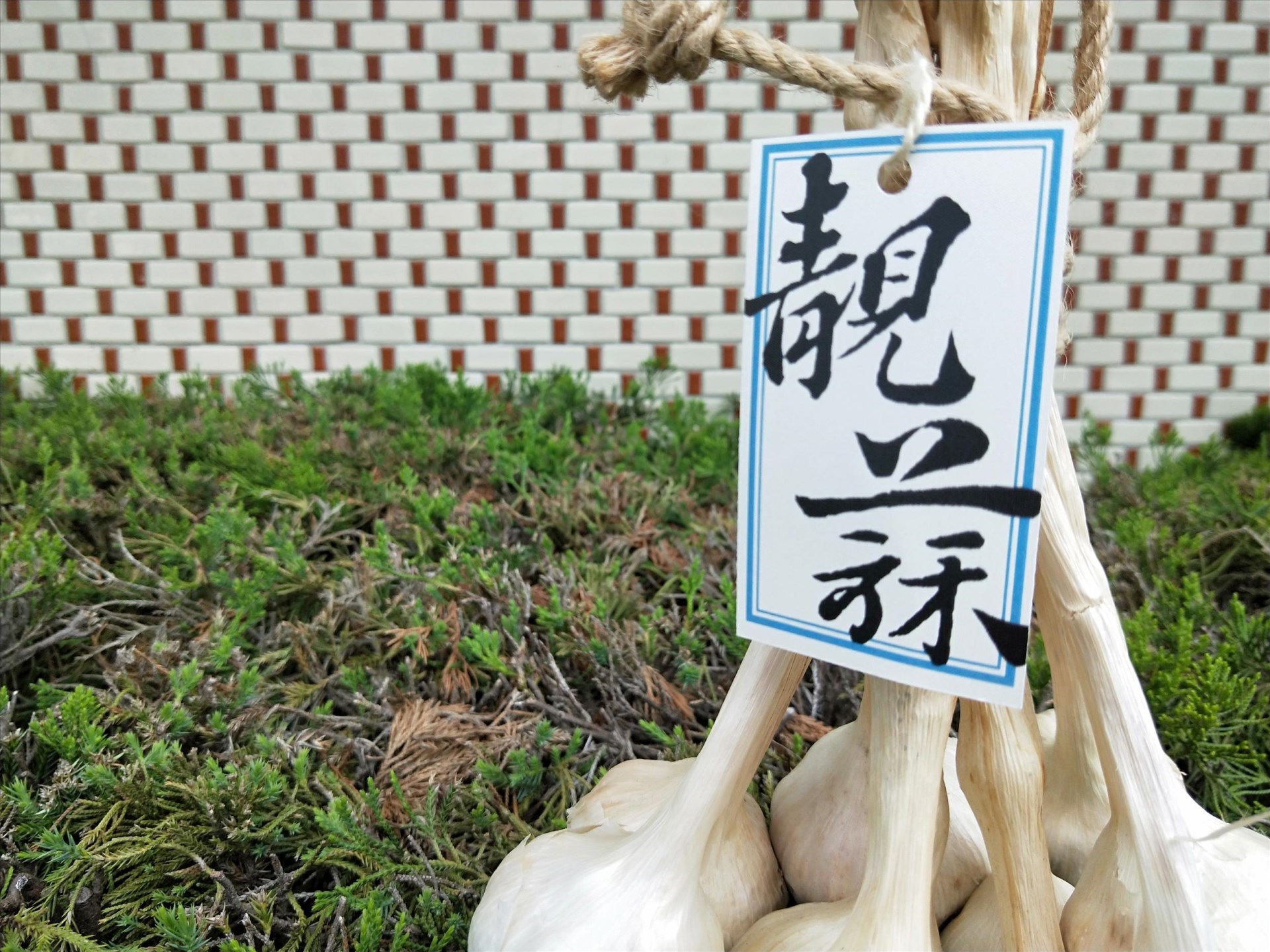 靓蒜