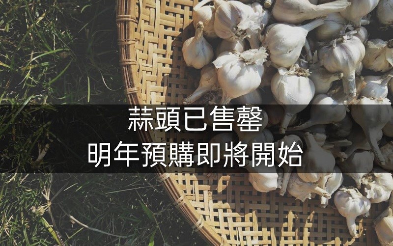 乾蒜球天后級