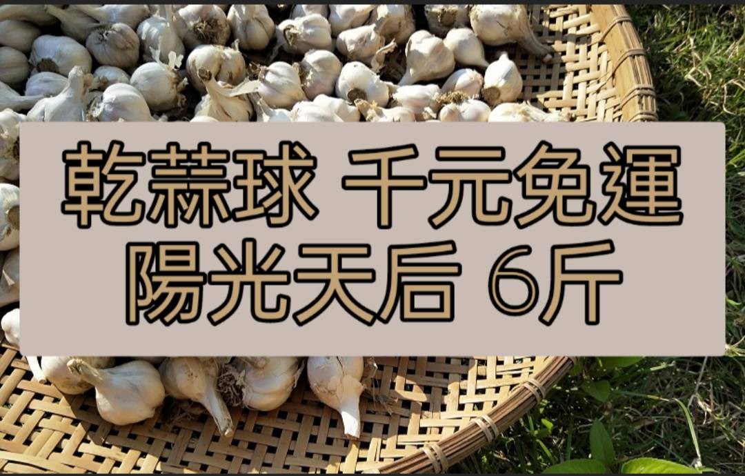 乾蒜球天后級