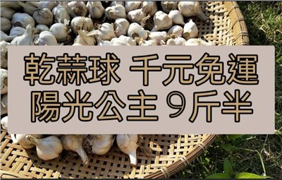 (2025新蒜預購)陽光系列《公主級》乾蒜球海味蒜 - 9斤半千元免運